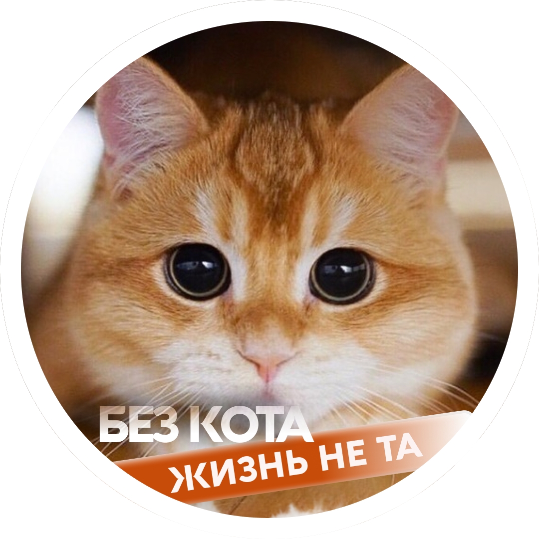 Канал Без кота жизнь не та в Максе