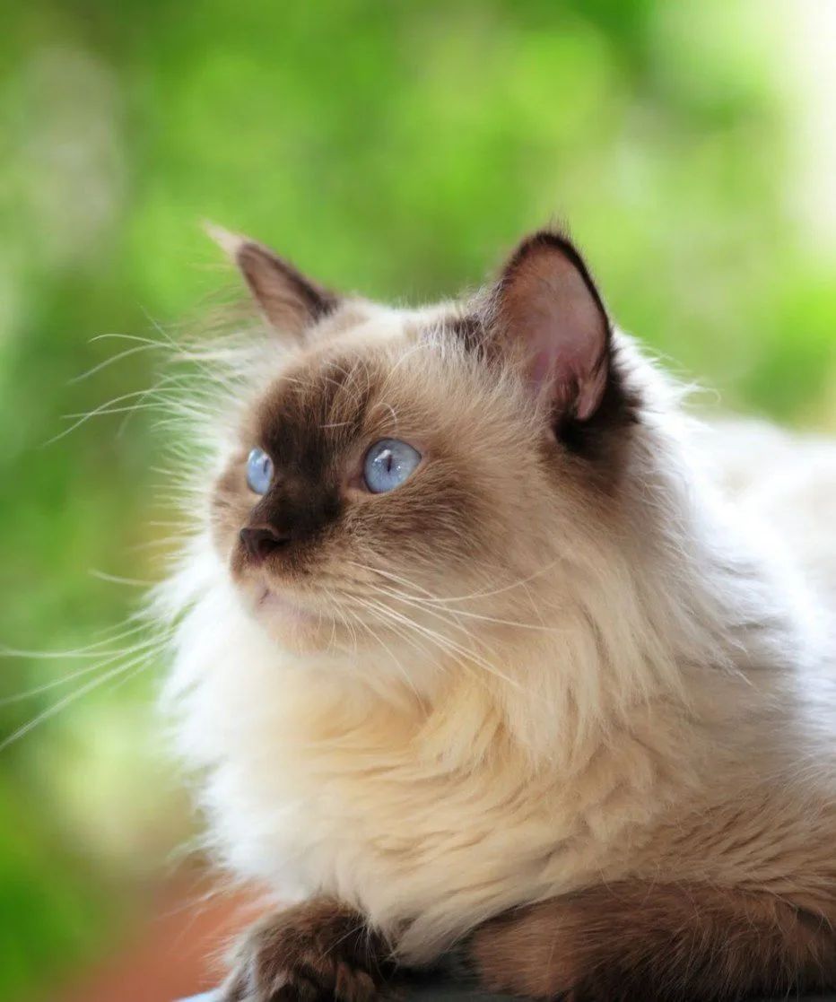 Канал 🐱Котики Online🐱 в Максе
